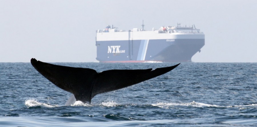 Panama changes ship’s routes for saving whales