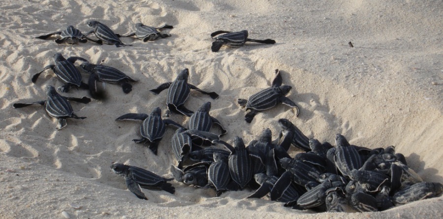 11,000 sea turtles hatched in marine life reserve in Panama