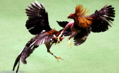 Петушиные бои в Панаме. История и традиции