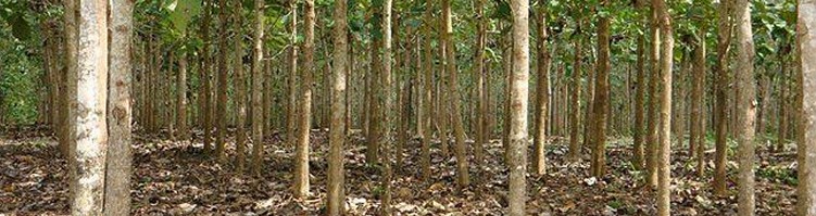 «Зеленые инвестиции» в Панаму