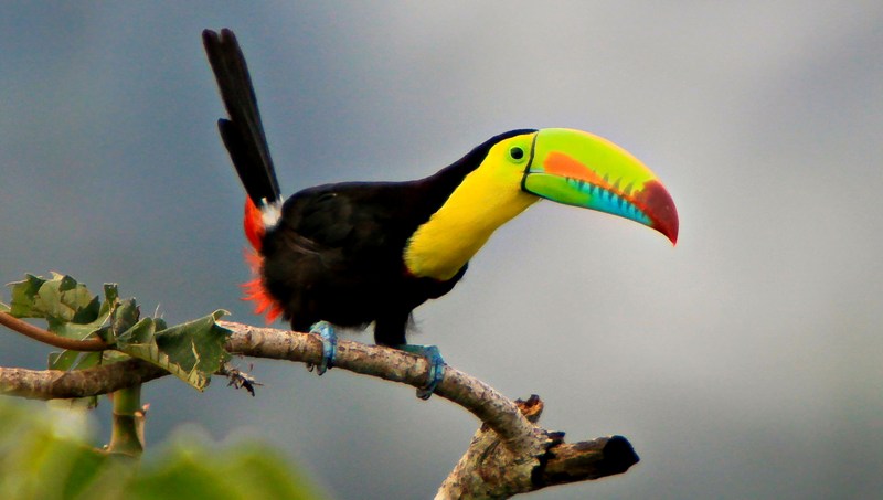 toucan